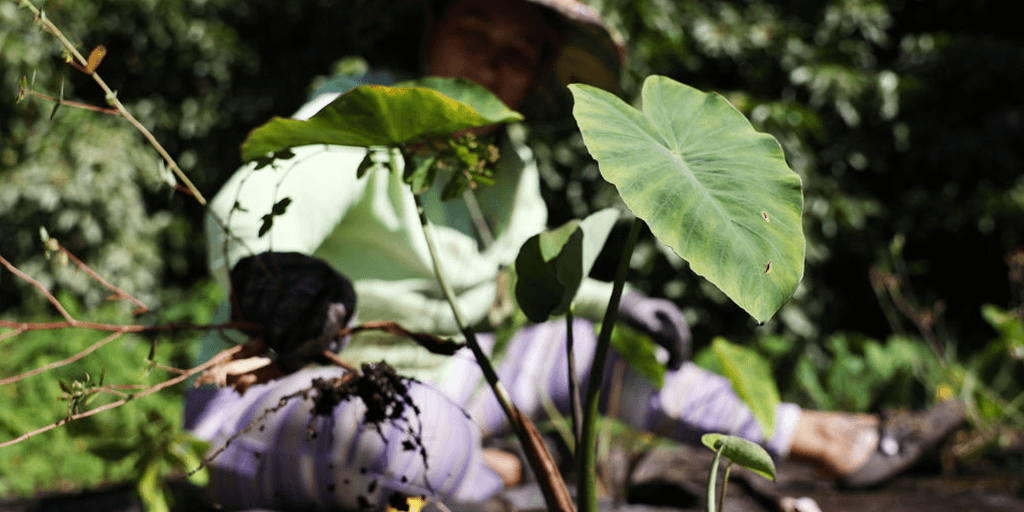 a volunteer pulls weeds next to a kalo plant